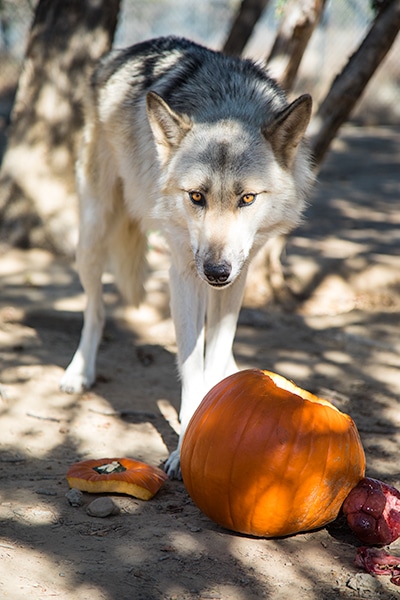 Quinn Pumpkin Toss 2019