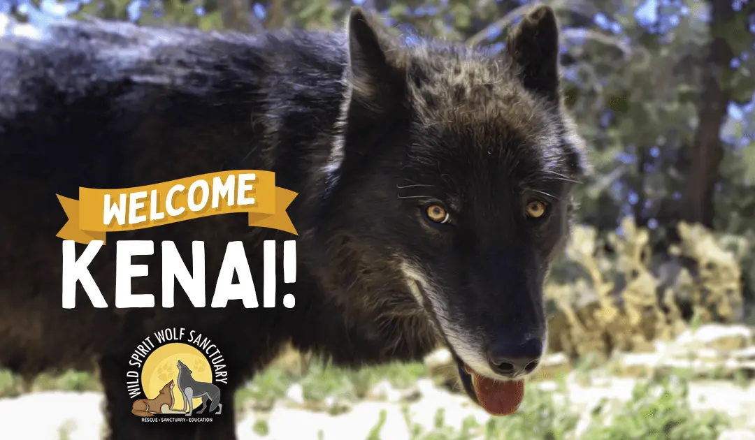 Welcome, Kenai!