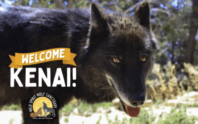 Welcome, Kenai!