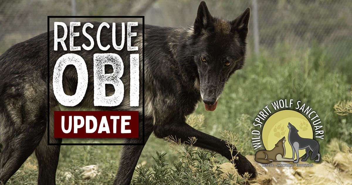 Wolfdog rescue, Obi - Rescue Mission update