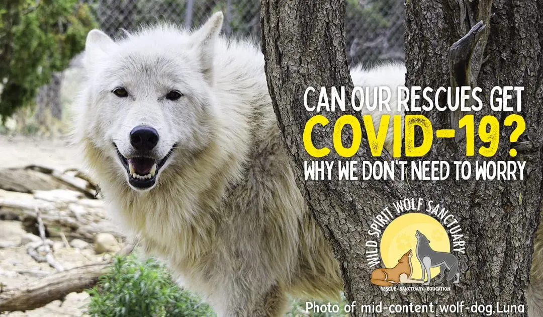 Can Our Rescues Get COVID-19?  Why We Don’t Need to Worry