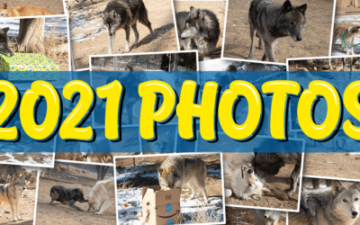 Photo Slideshow – March, 2021