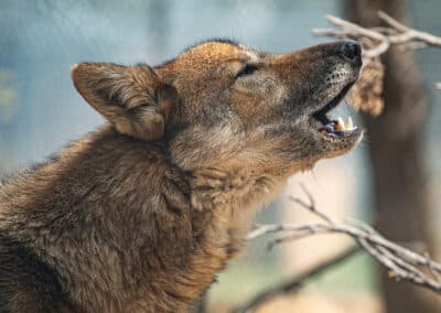 Yue howling