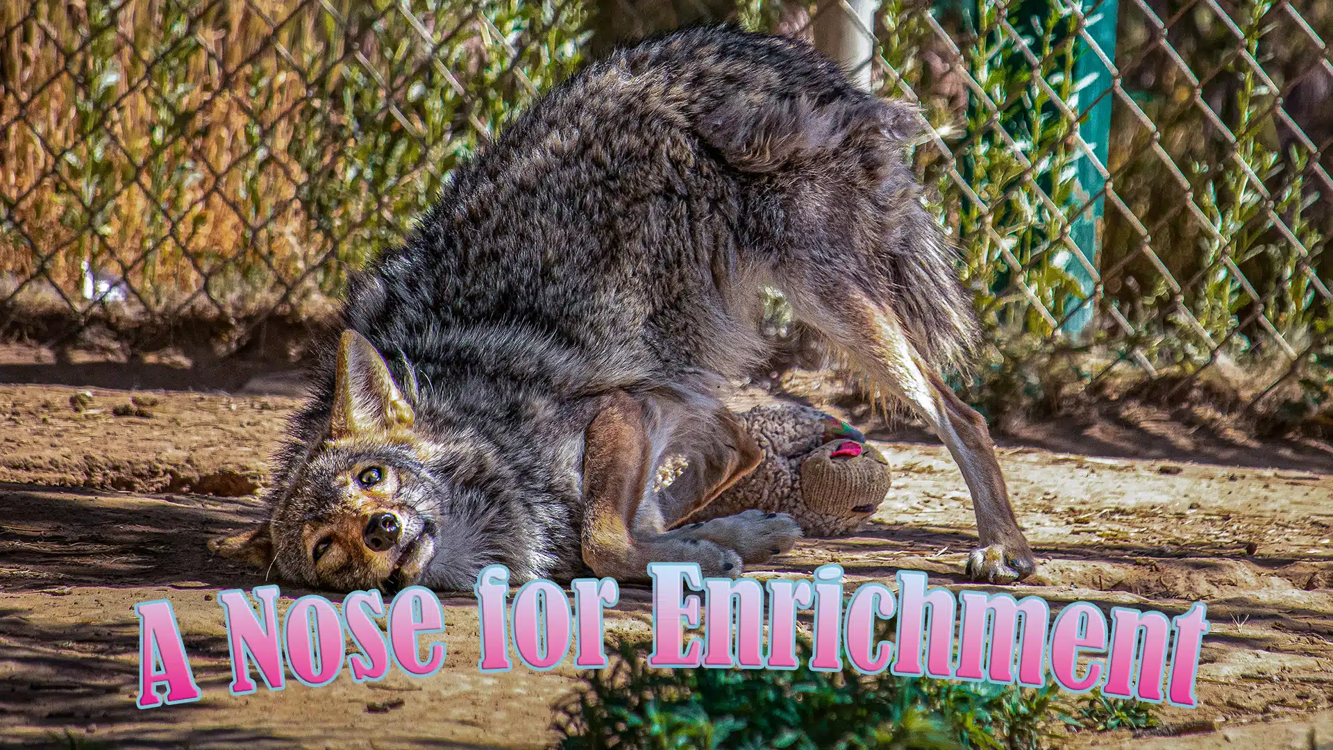 A Nose for Enrichment Banner