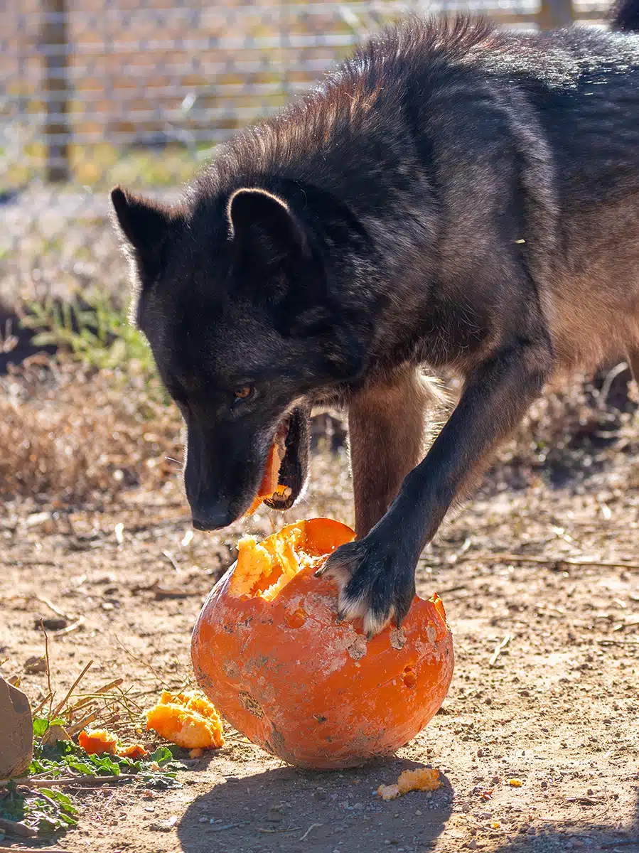 Quinn Pumpkin Toss 2019