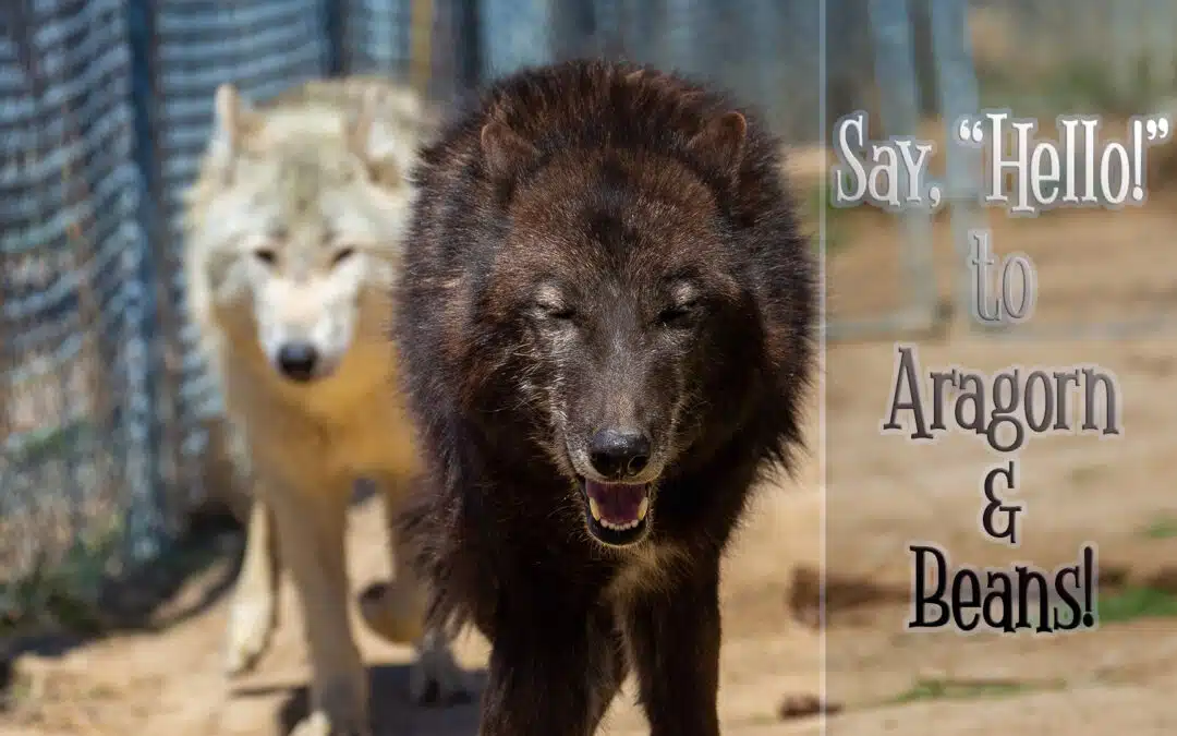 Say, “Hello!” to Aragorn & Beans!