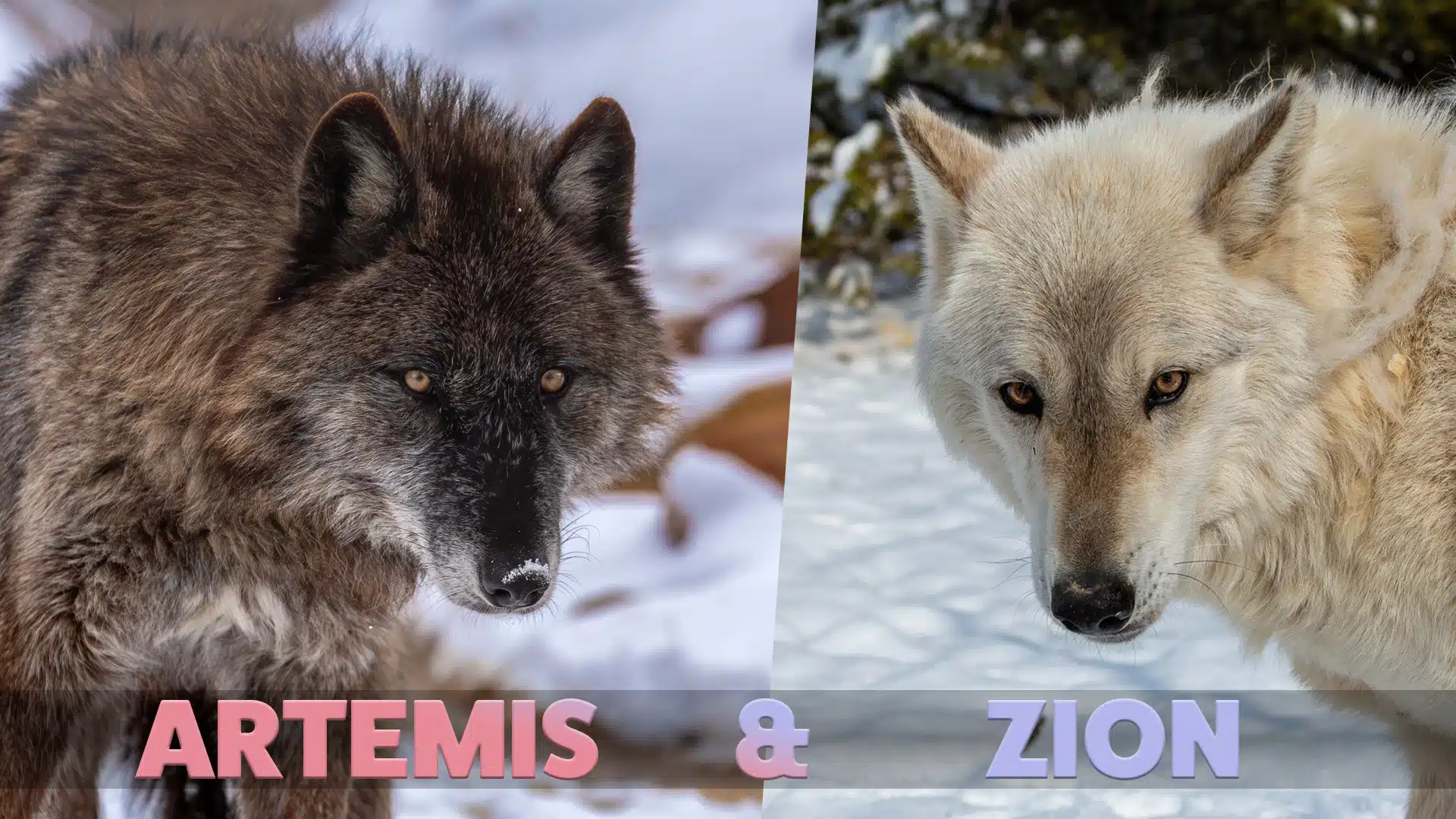 Artemis and Zion PITP Banner