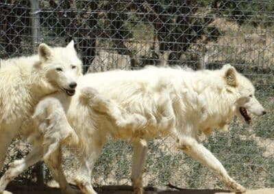 Arya and Ghost