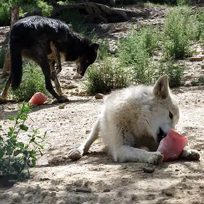 Spring Basket Enrichment Event