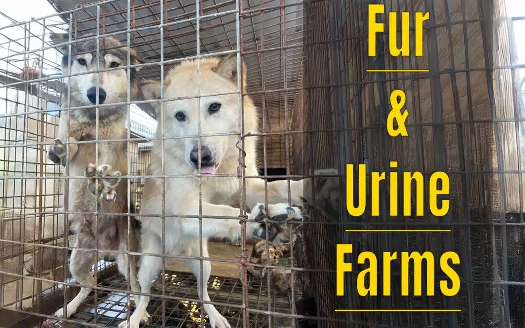 Fur & Urine Farms