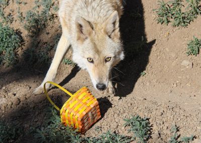 Coyote Lyla Rose Spring Basket enrichment, 2020