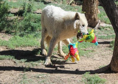 Wolf rescue, Powder Spring Baskets, 2020