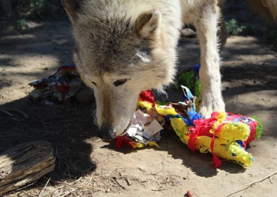 Wolfdog rescue, Dakota Spring Baskets, 2020