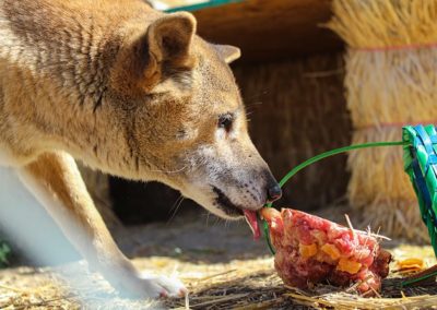 New Guinea singing dog rescue, Reba Spring Baskets, 2020