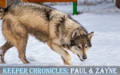 Caretaker Chronicles: Paul & Zayne