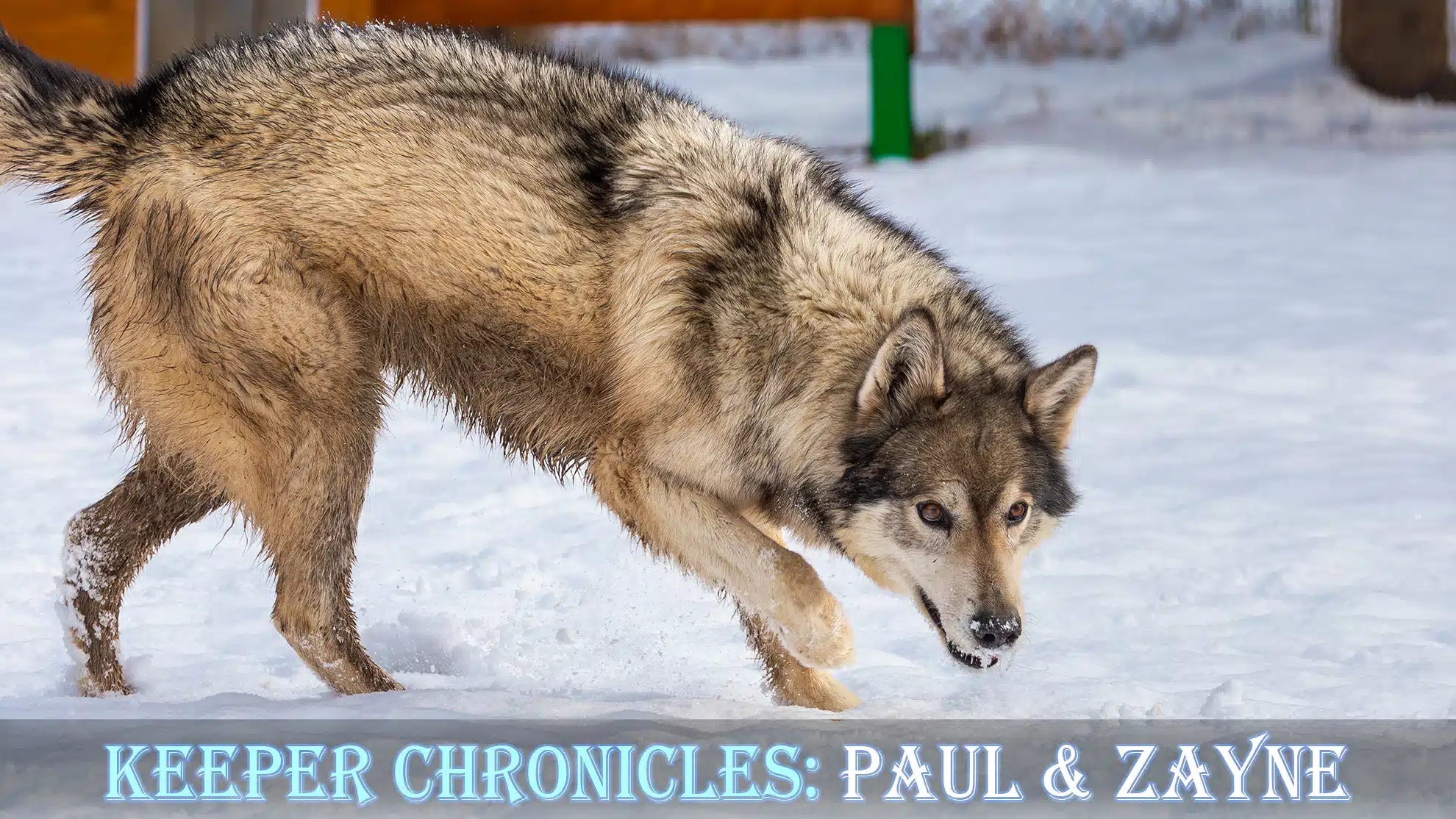 Keeper Chronicles Zayne Banner