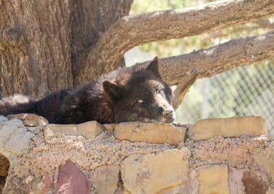 Lobo