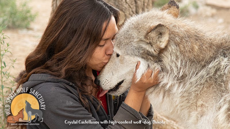 Crystal Castellanos with wolfdog rescue, Dakota