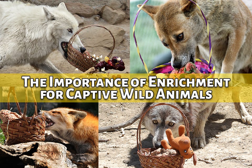 The importance of enrichment for captive wild animals like wolves and wolfdogs