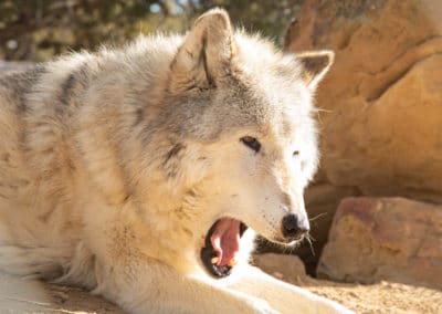 Dakota, yawning