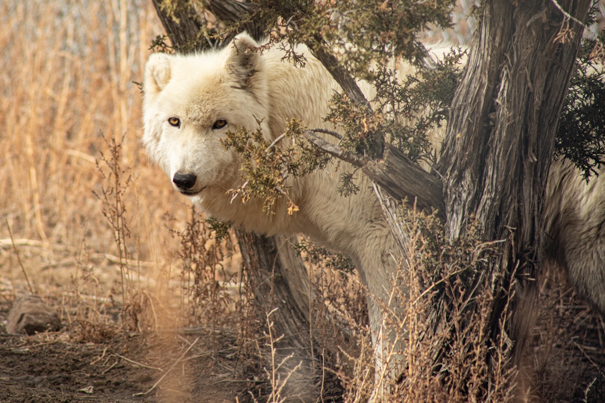 Luna - Mid-Content Wolf-Dog