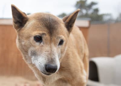 New Guinea singing dog, Reba