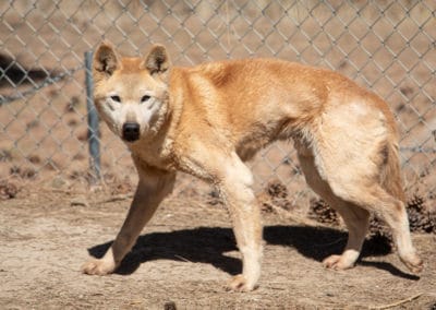 Dingo Aussie watching the photographer