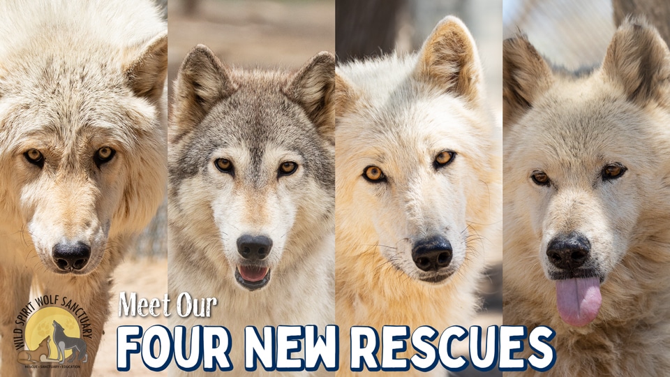 Four New Rescues!