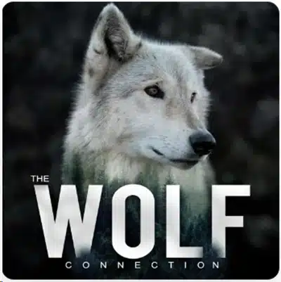Wolf Connection Podcast