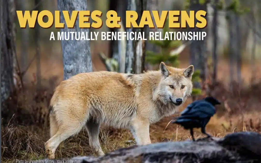 Wolves & Ravens: A Mutually Beneficial Relationship