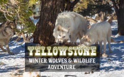 Winter Wolves & Wildlife of Yellowstone Adventure Package