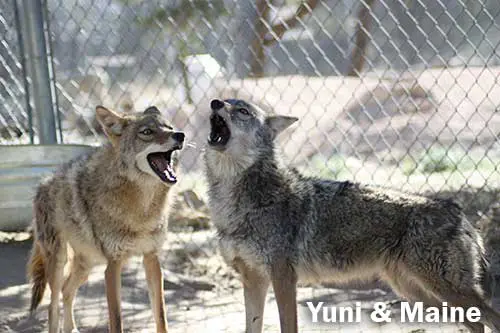 Howls of Love, Howling Supporter