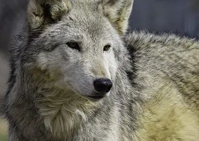 Agana - High-Content Wolf-Dog