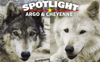 Spotlight: Argo & Cheyenne