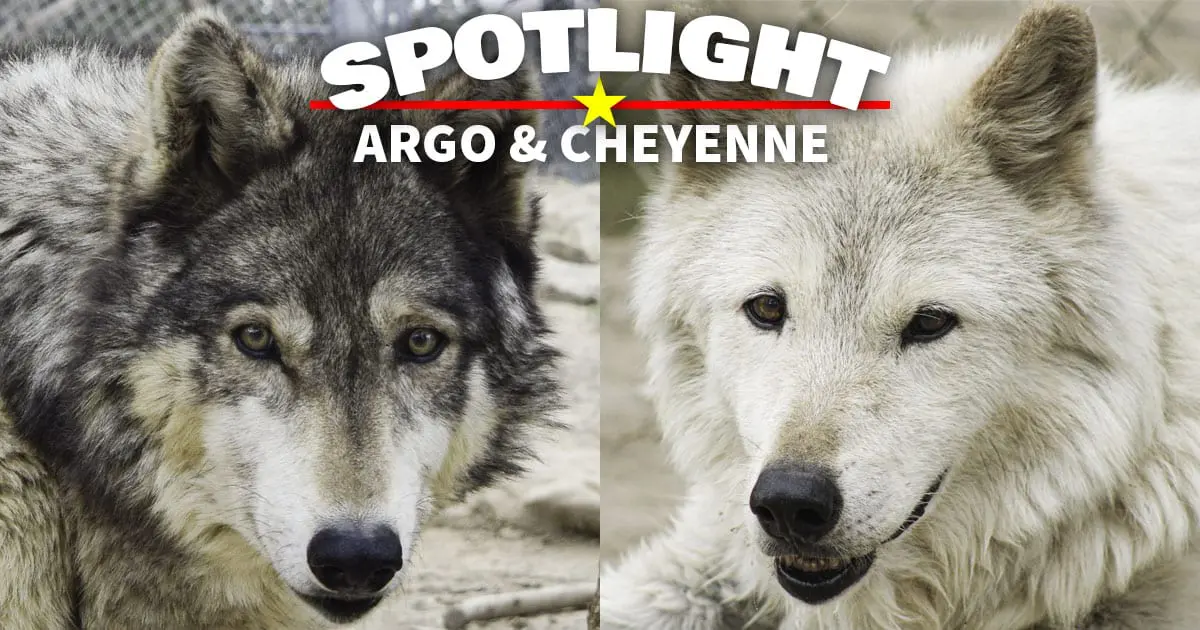Argo & Cheyenne Argo & Cheyenne