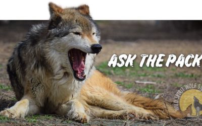 Ask The Pack – What initially prompted or inspired you to apply to become a part of the WSWS team?