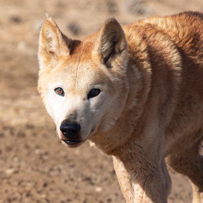 Australian Dingo, Aussie