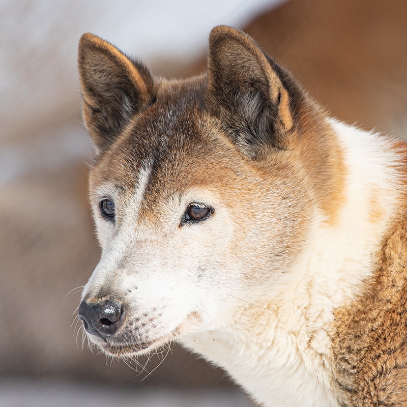 Bowie - New Guinea Singing Dog