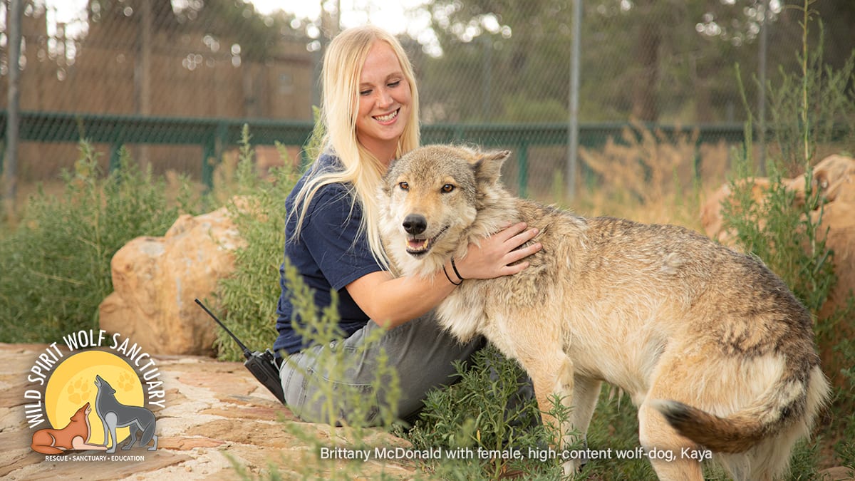 Brittany McDonald with wolfdog rescue, Kaya