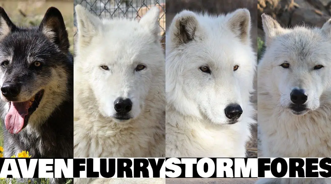 Why Wild Spirit Wolf Sanctuary No Longer Brings Rescues Off-Site