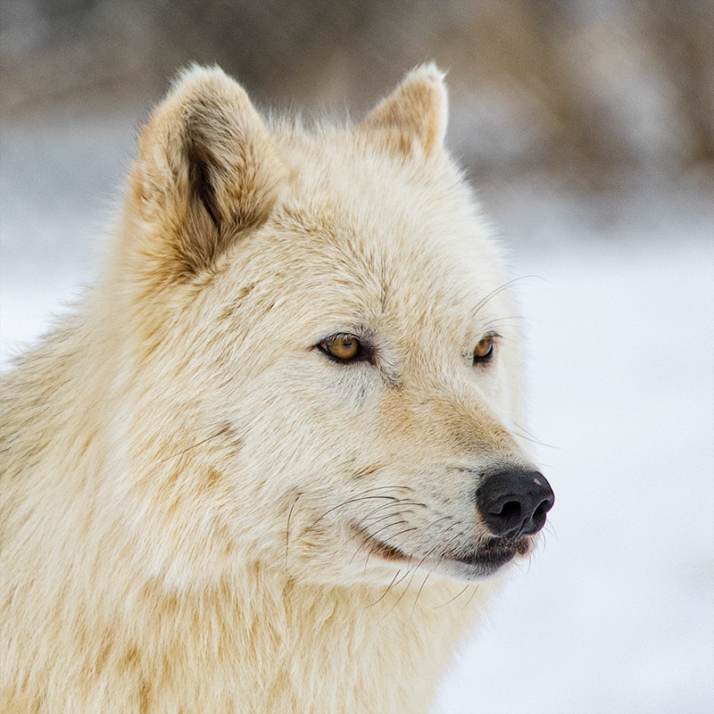 Crow - High-content wolfdog