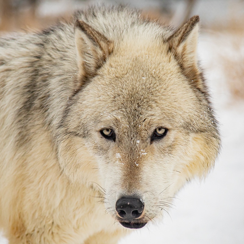 Draco - High-content wolfdog