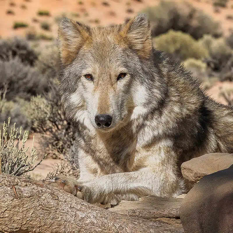 Irwin - High-content wolfdog