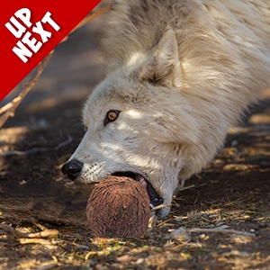 events_coconut_kongs_up-next Spring Basket Enrichment Event Up Next