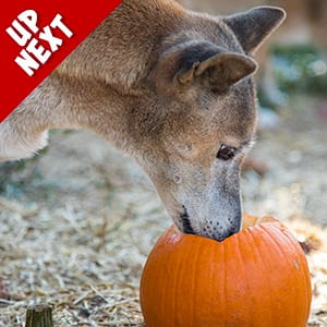 Pumpkin Toss Enrichment Event Up Next Pumpkin Toss Enrichment Event Up Next