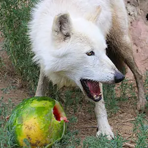 Summer Cooler Enrichment Event