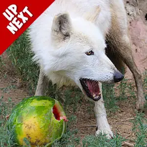 Summer Cooler Enrichment Event