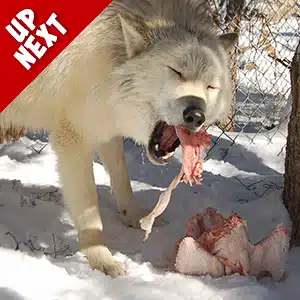 Present Toss Enrichment Event Up Next