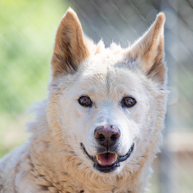 Glacier - Australian Dingo