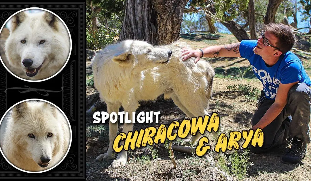 Spotlight: Chiracowa and Arya